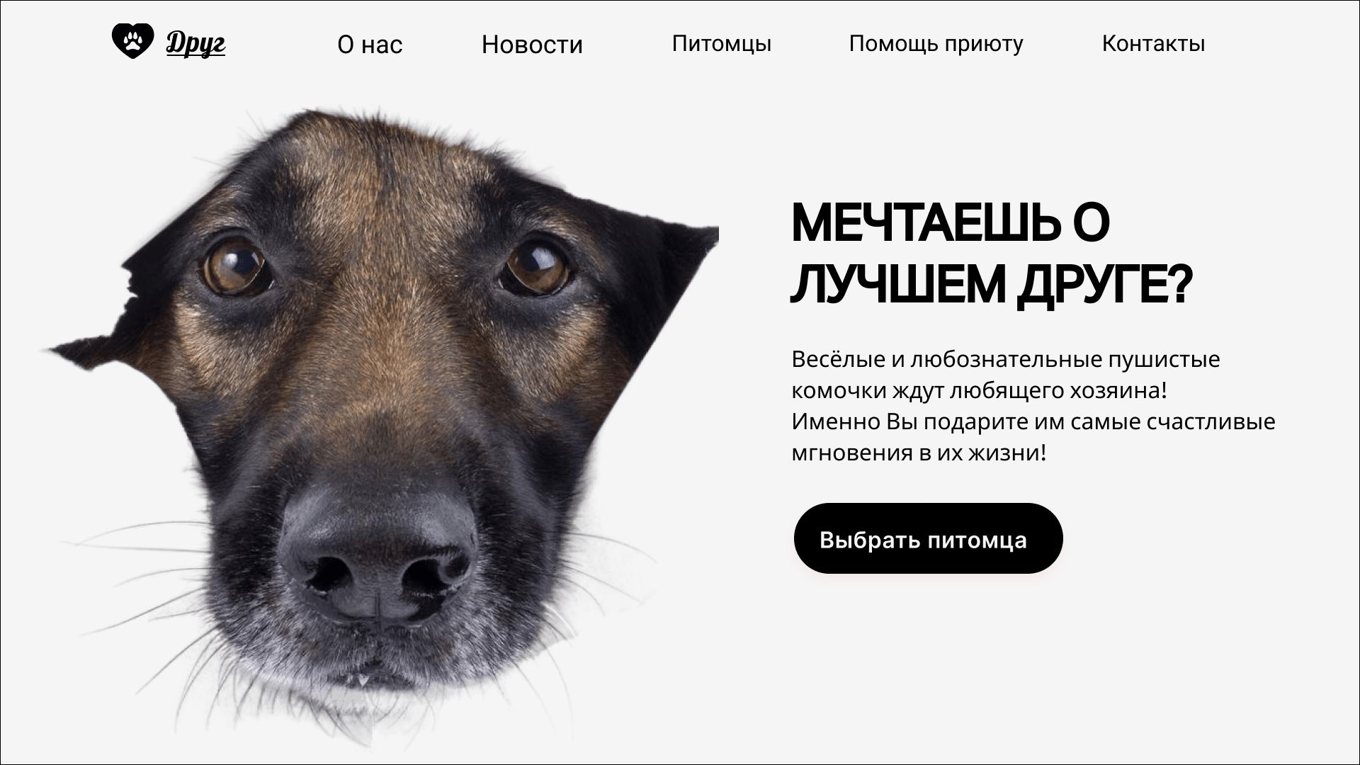 Сайт приюта для животных - главная страница