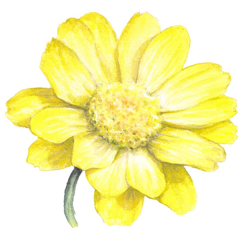 Растения (альбом)