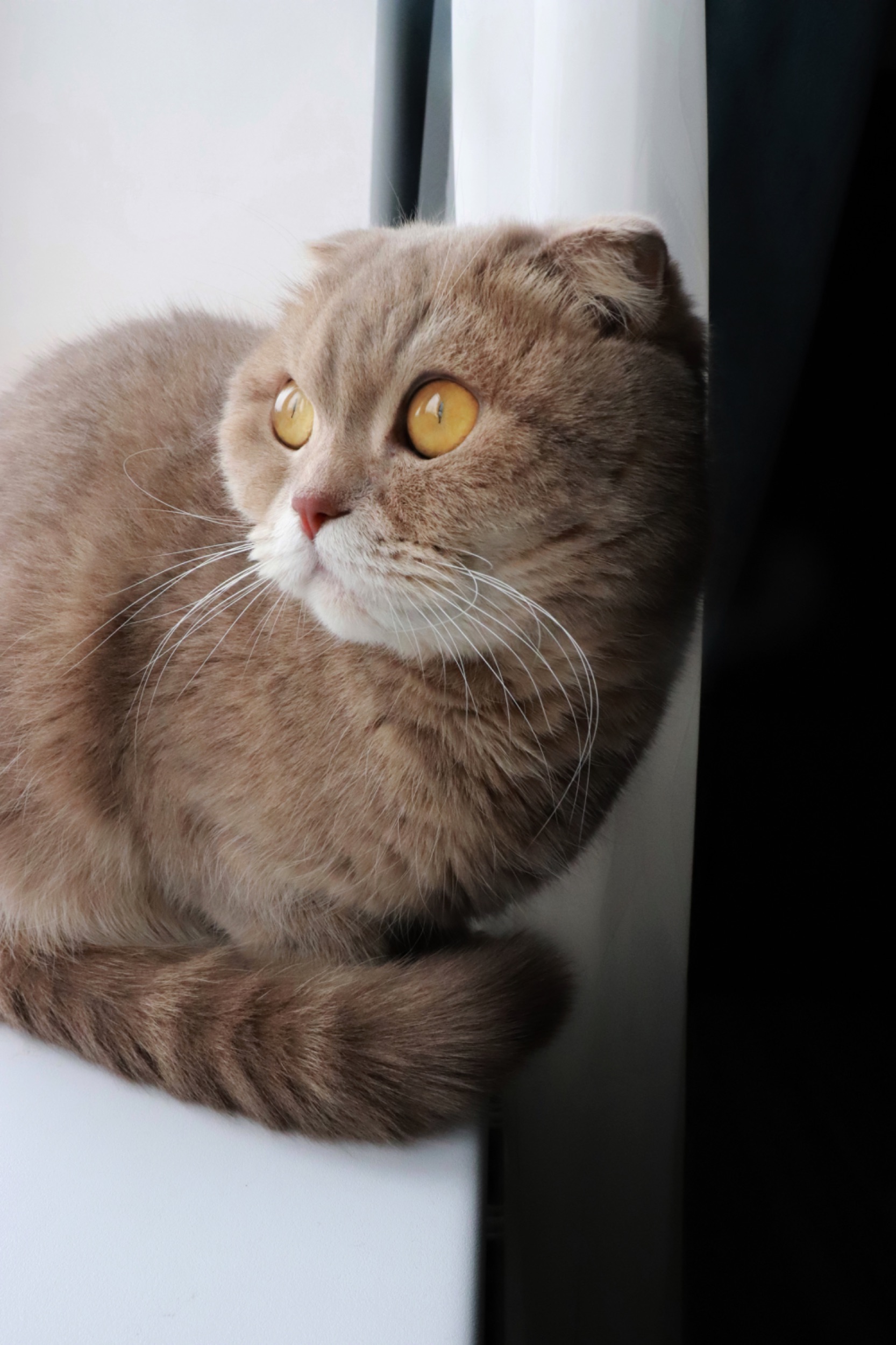 фотосессия кошки