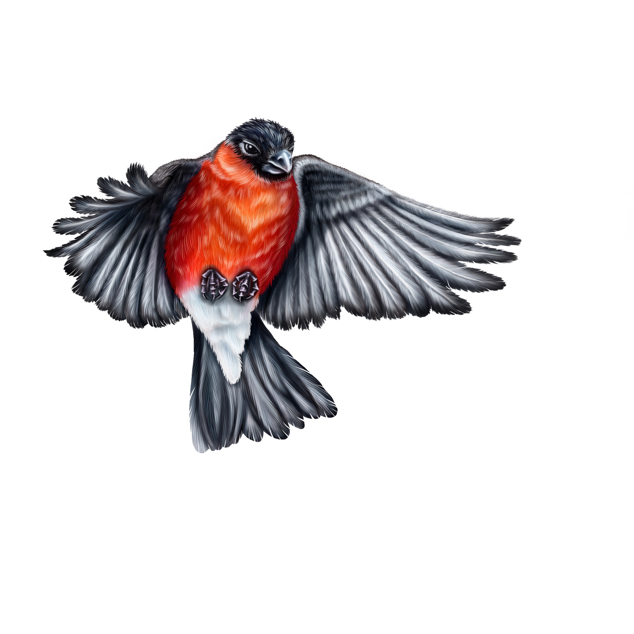 Object-birds