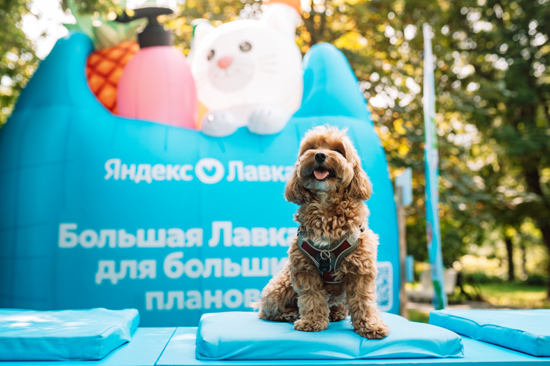 БОЛЬШОЕ ЛЕТО С БОЛЬШОЙ ЛАВКОЙ